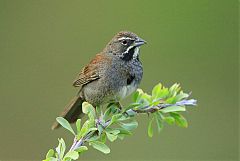 Five-striped Sparrow